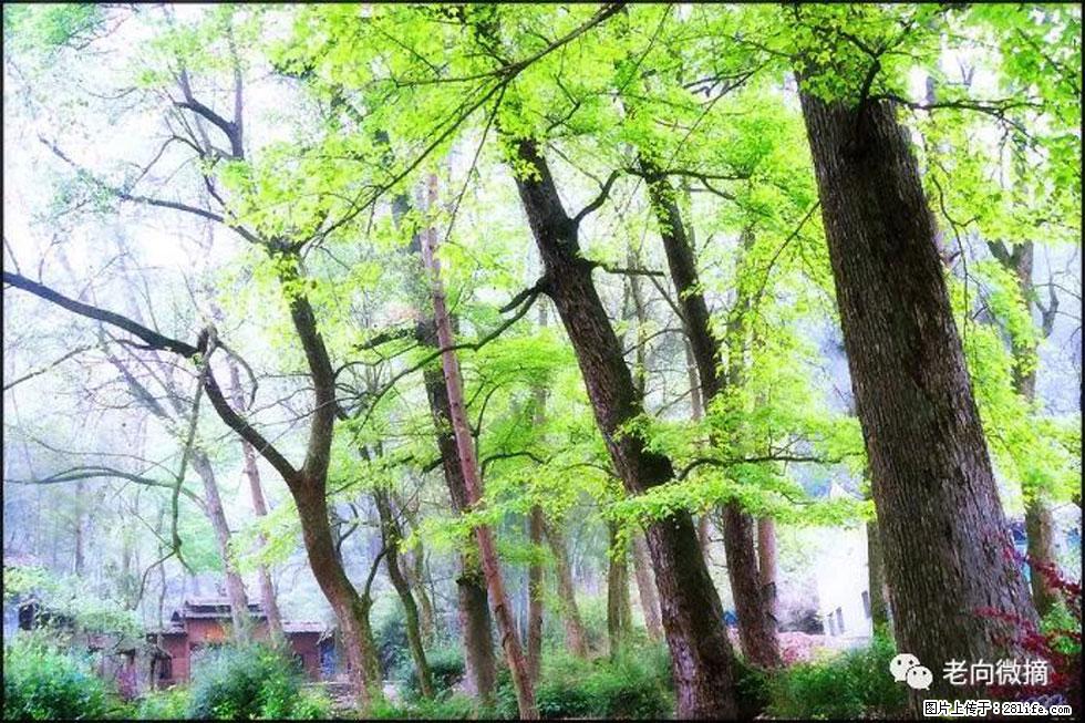 【春天,广西桂林灌阳县向您发出邀请!】在小龙村与春天约会 - 游山玩水 - 南通生活社区 - 南通28生活网 nt.28life.com