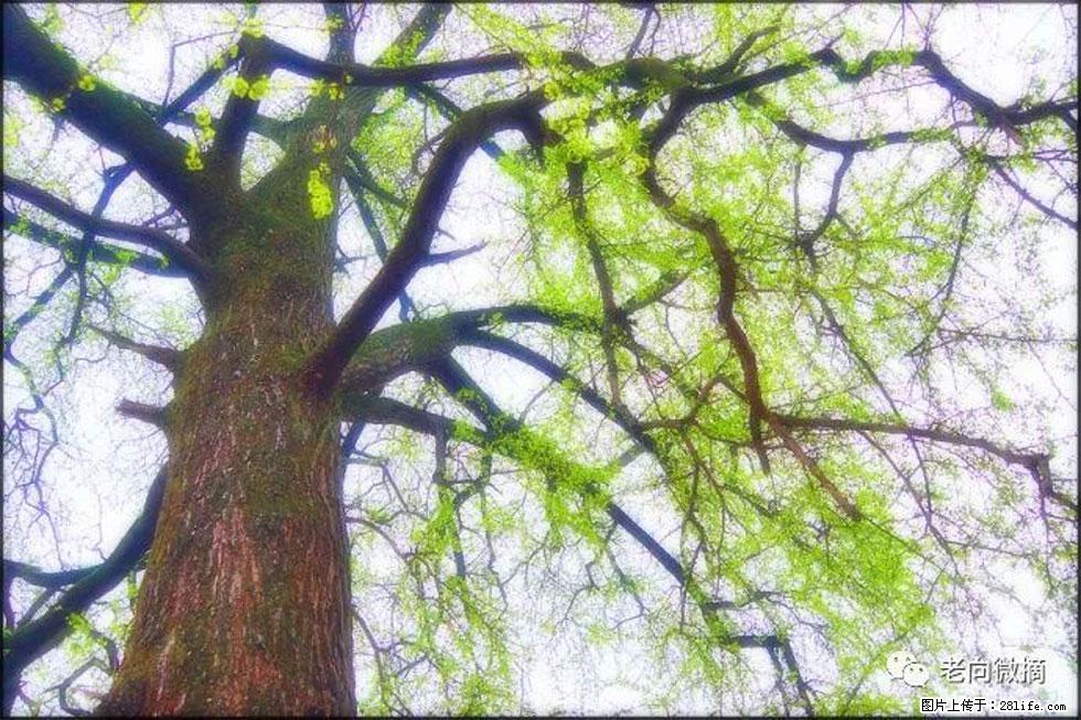 【春天,广西桂林灌阳县向您发出邀请!】在小龙村与春天约会 - 游山玩水 - 南通生活社区 - 南通28生活网 nt.28life.com