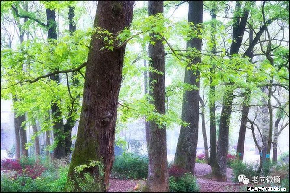 【春天,广西桂林灌阳县向您发出邀请!】在小龙村与春天约会 - 游山玩水 - 南通生活社区 - 南通28生活网 nt.28life.com