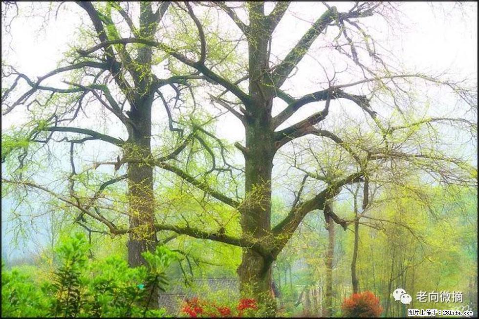 【春天,广西桂林灌阳县向您发出邀请!】在小龙村与春天约会 - 游山玩水 - 南通生活社区 - 南通28生活网 nt.28life.com