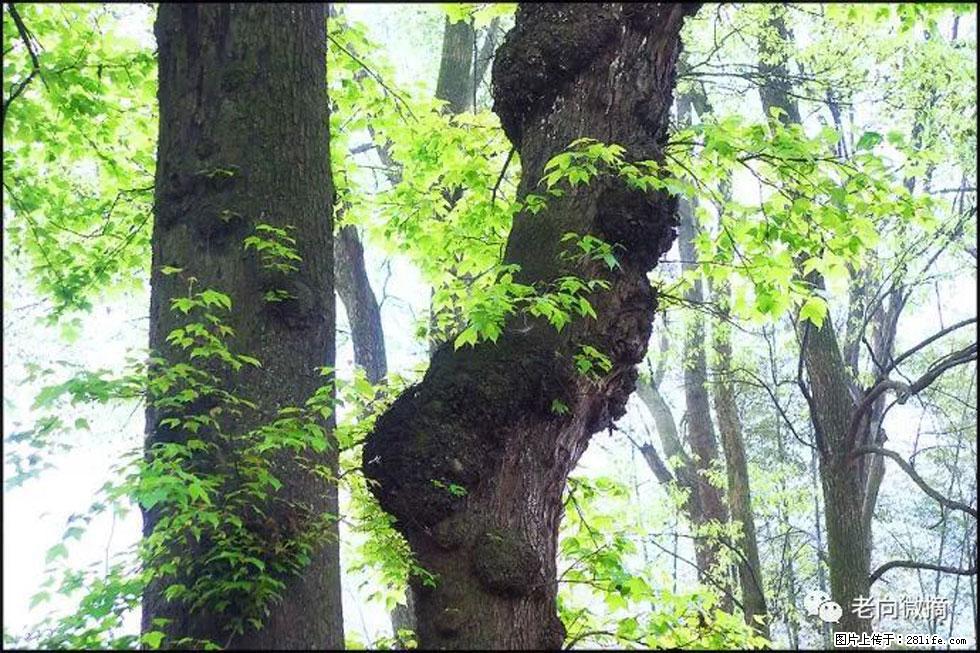 【春天,广西桂林灌阳县向您发出邀请!】在小龙村与春天约会 - 游山玩水 - 南通生活社区 - 南通28生活网 nt.28life.com