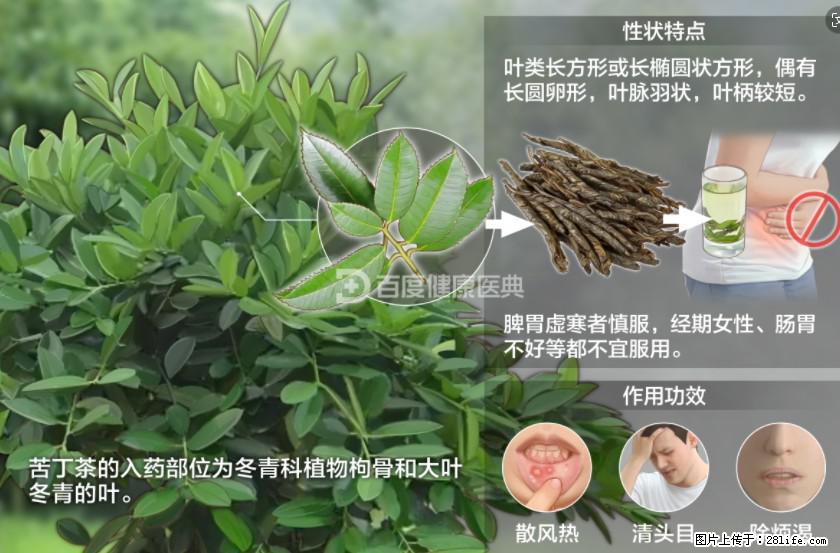 苦丁茶有哪些功效和作用 - 生活百科 - 南通生活社区 - 南通28生活网 nt.28life.com