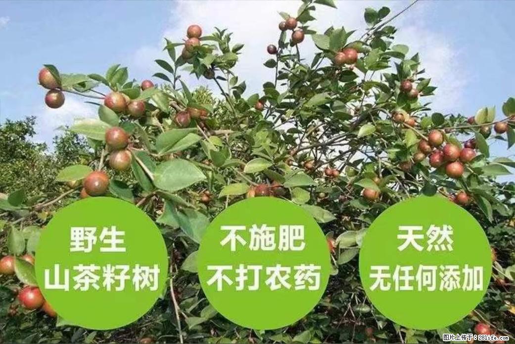 【灌阳县油茶产业示范区】一个有着充实的精神生活的人，对待身外之物自会有一种淡泊的态度 - 美食天地 - 南通生活社区 - 南通28生活网 nt.28life.com