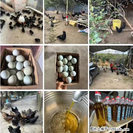 油茶园从小鸡仔开始养起的纯土鸡、土鸡蛋可以预定啦！还有前几天刚榨的纯山茶油哦 - 土特产 - 饮食特产 - 南通分类信息 - 南通28生活网 nt.28life.com