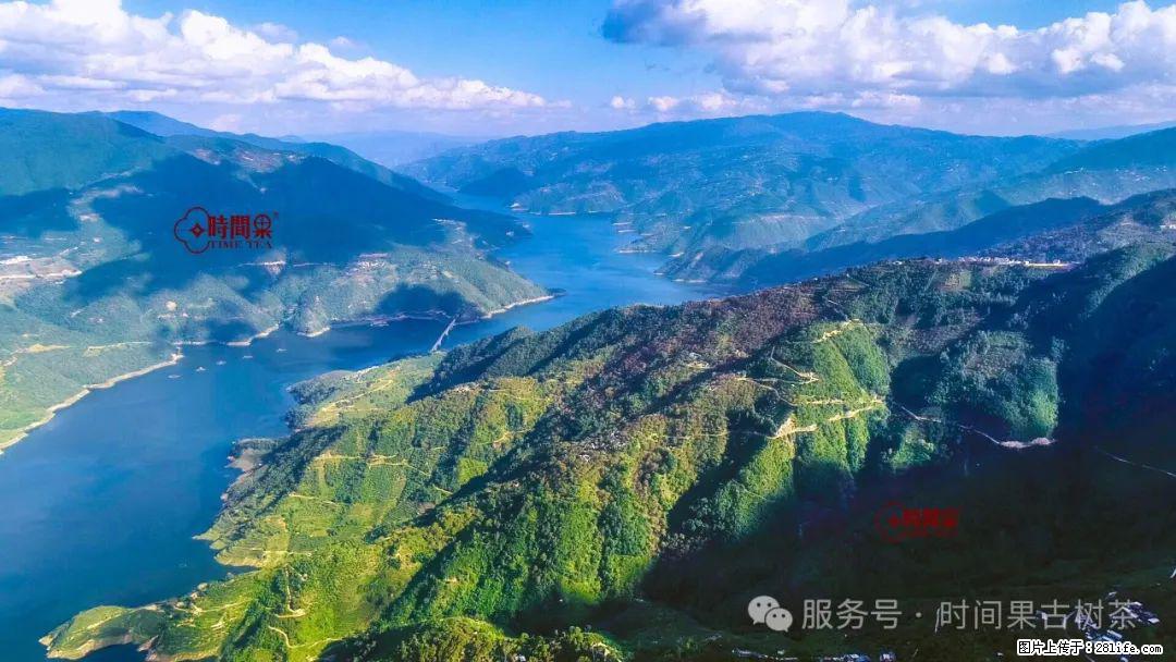 时间果百年古树龙珠普洱生茶 - 购物交流 - 南通生活社区 - 南通28生活网 nt.28life.com