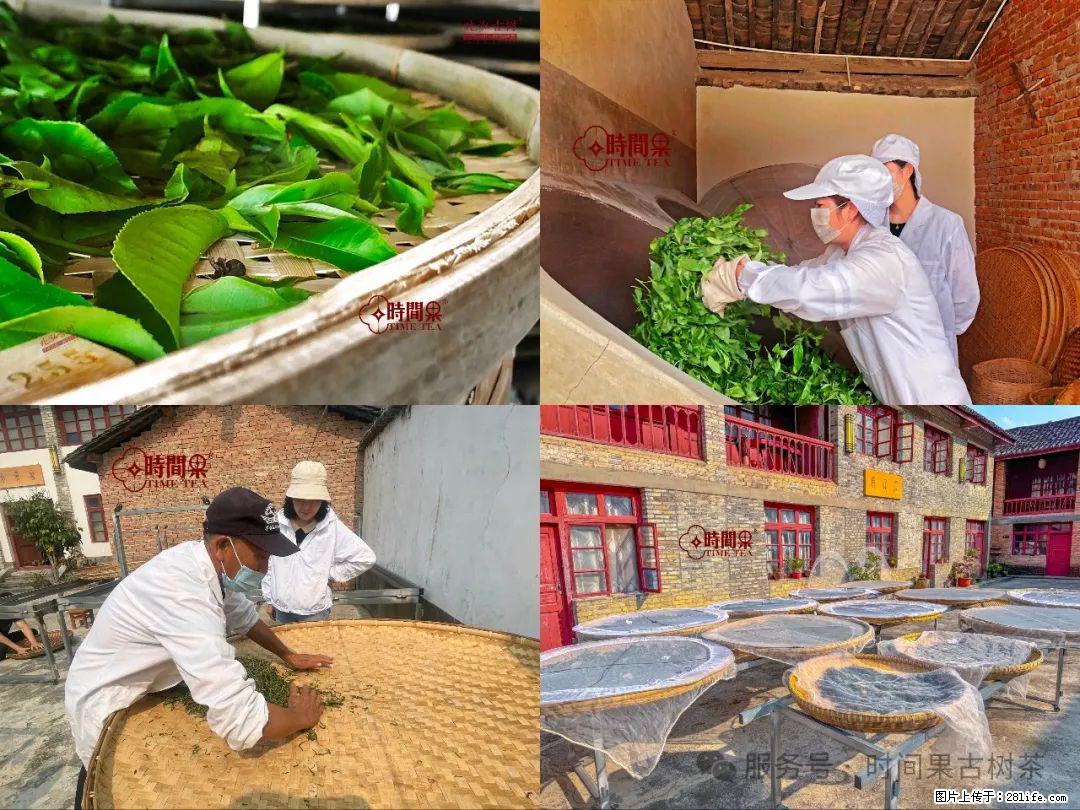 时间果百年古树龙珠普洱生茶 - 购物交流 - 南通生活社区 - 南通28生活网 nt.28life.com