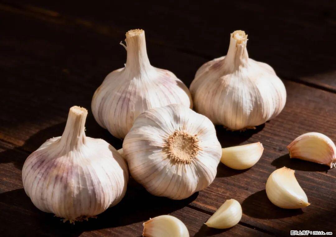 关于大蒜，除了“天然抗生素”，这4个谣言更该警惕! - 南通生活资讯 - 南通28生活网 nt.28life.com