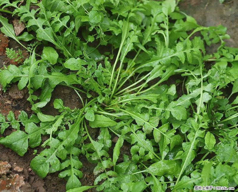 这些蔬菜是“天然钙片”，这6种被医生重点推荐 - 南通生活资讯 - 南通28生活网 nt.28life.com