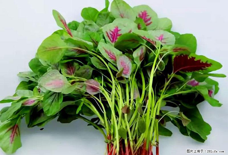 这些蔬菜是“天然钙片”，这6种被医生重点推荐 - 南通生活资讯 - 南通28生活网 nt.28life.com