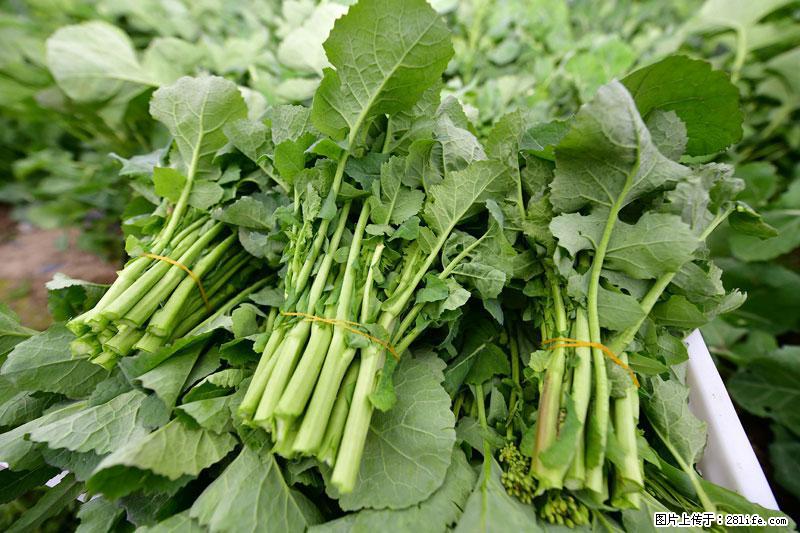 这些蔬菜是“天然钙片”，这6种被医生重点推荐 - 南通生活资讯 - 南通28生活网 nt.28life.com